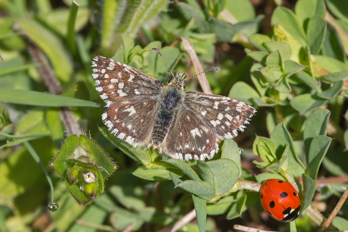 Grizzled Skipper 1